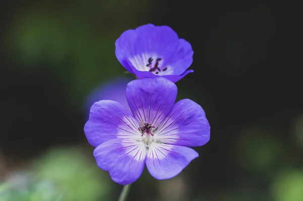Cranesbill Csoport Virágos Virágok Geranium Rozanne Gyönyörű Virágzó Kék Lila — Stock Fotó