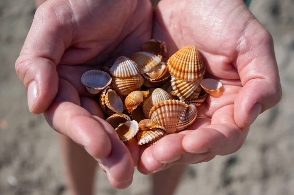 Cerastoderma edule common cockle empty seashells on sandy beach, simplicity background pattern in daylights in two hands