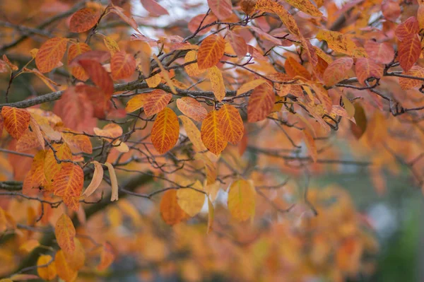 Amelanchier Lamarckii Shadbush Färgglada Höst Buske Grenar Fulla Vackra Röda — Stockfoto