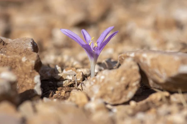 Colchicum parlatoris small wild flowering autumnal flowers endemic on Zakynthos Greece island, purple pink flowering plant in brown dirt