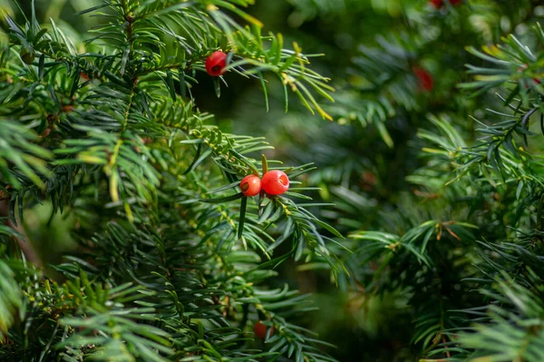 Taxus Baccata European Yew Conifer Shrub Poisonous Bright Bitter Red — Stock Photo, Image