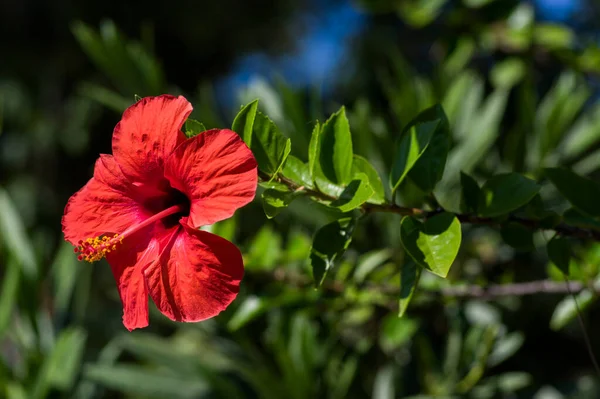 Hibiscus Rosa Sinensis Flor Roja China Rosa Tropical Rosa Malva — Foto de Stock