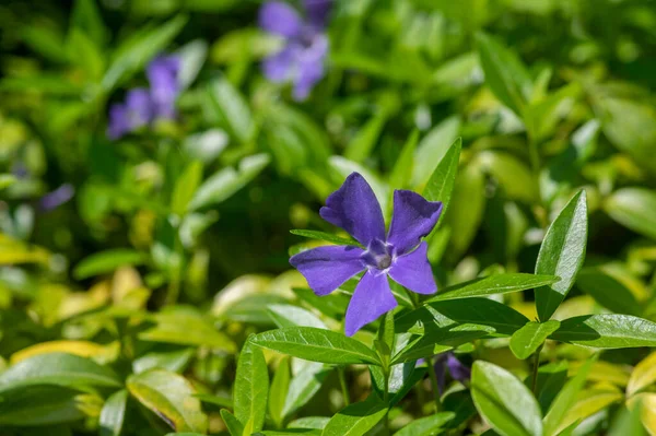 Vinca Minor Less Periwinkle Flowle Flowers Bloom Common Periwinkle Flowing — стокове фото