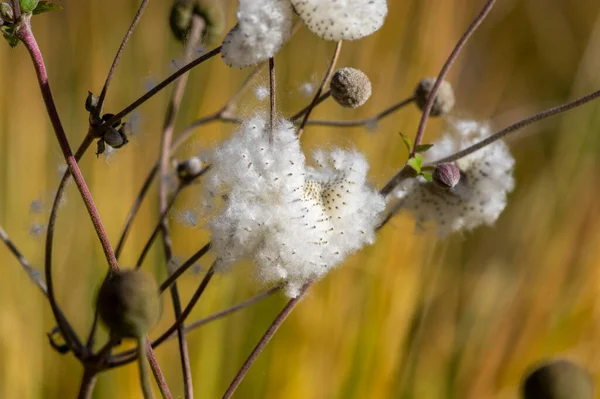 Anémona Hupehensis Praecox Thimbleweed Flores Descoloridas Planta Semillas Color Blanco — Foto de Stock