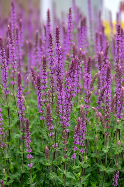 サルビア ネモロサ森のセージ美しい明るい色の紫の青の花が咲く 庭のバルカンクリア開花植物 — ストック写真