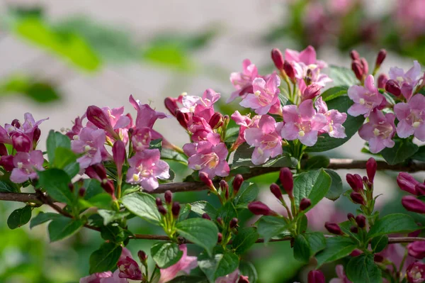 Weigela koraeensis pembe beyaz çiçekli çalılık, çiçek açan renkli çiçekler, yeşil yapraklar.