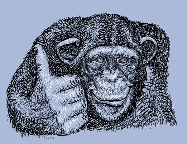 Vecteur de dessin chimpanzé — Image vectorielle
