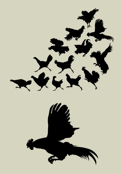 Vecteur de silhouettes de poulet ou de coq . — Image vectorielle