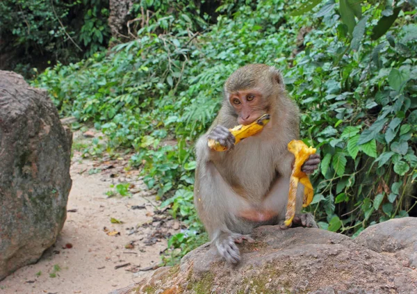 Mono divertido, Tailandia — Foto de Stock