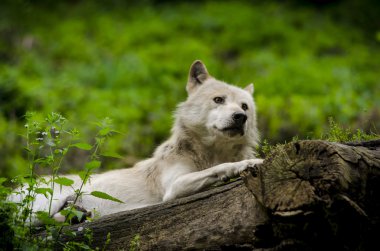 ağaç gövdesi üzerinde kurt