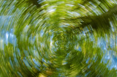 bükülmüş yaprakları