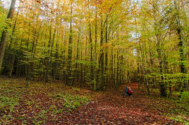 sonbahar ormanın yürüyüş