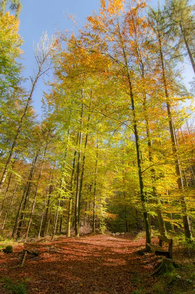 Autumn forest — Stock Photo, Image