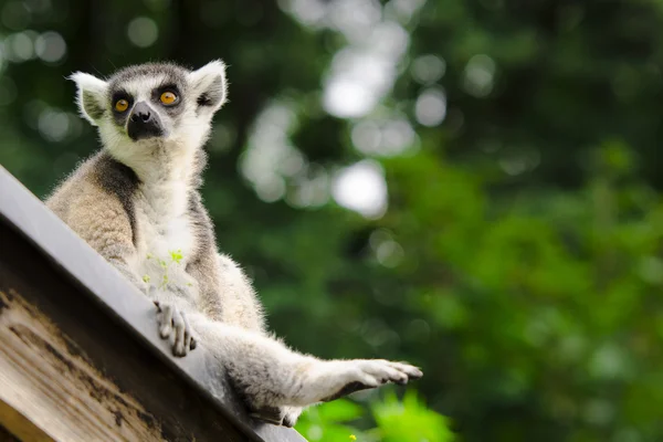Lemur Ekor Cincin — Stok Foto