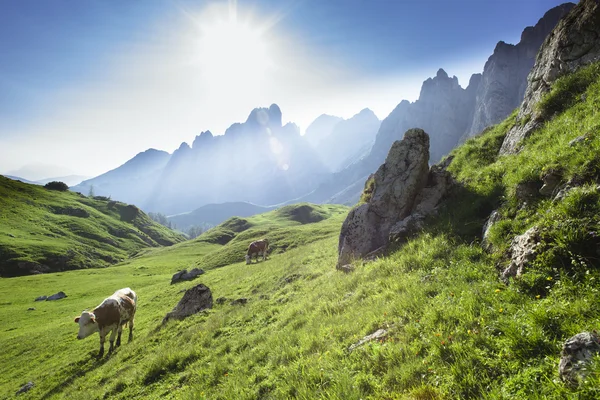 Hiking in the alps — Stock Photo, Image