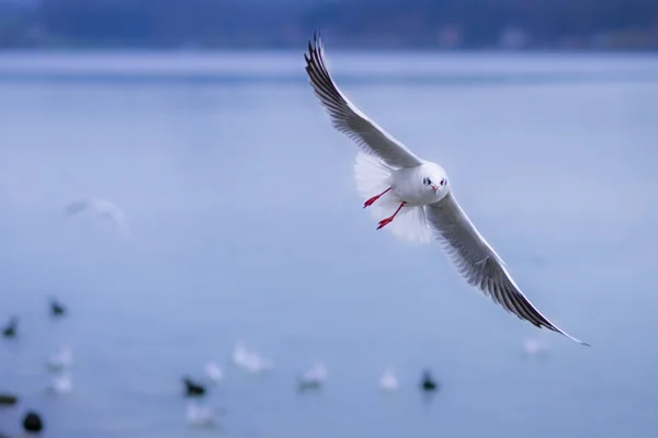 Sea gull — Stock fotografie