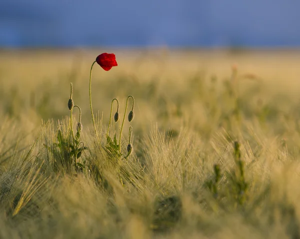 Poppy corn — Zdjęcie stockowe