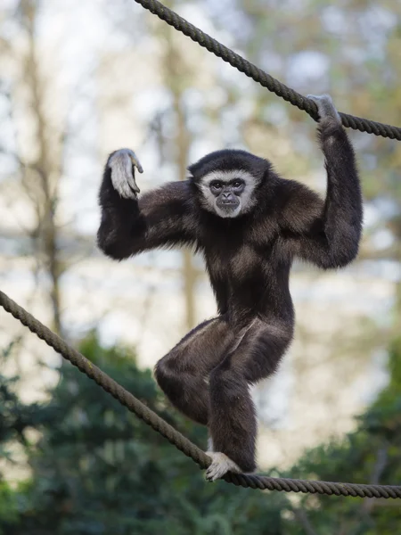 Gibbon — Stockfoto