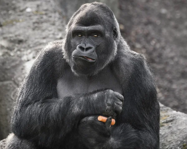 Gorilla — Stockfoto