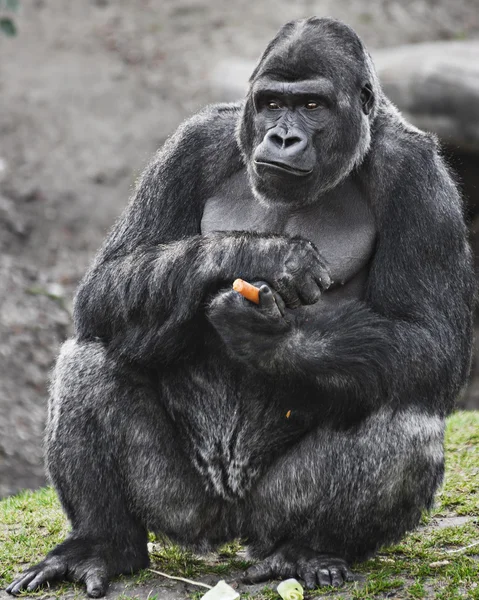 Gorilla — Stockfoto