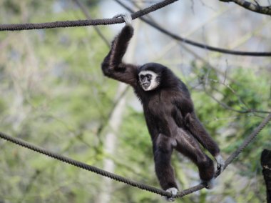 Gibbon