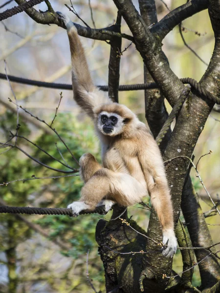 Gibbon — Photo