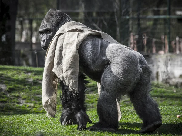 Gorila — Stok Foto