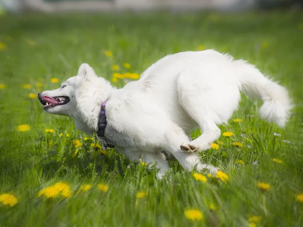 Ung vit hund spelar — Stockfoto