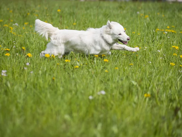 Young white dog playing — Stock Photo, Image