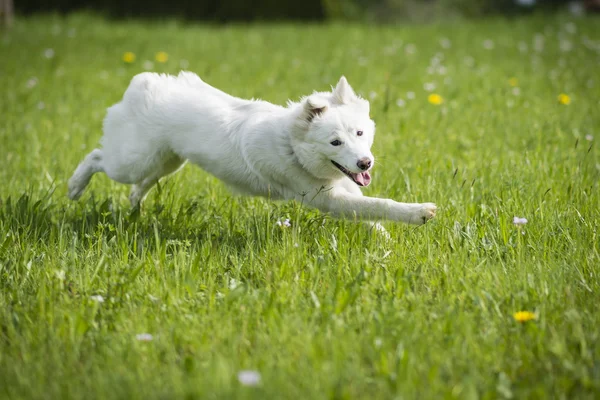 Jovem cão branco jogando — Fotografia de Stock