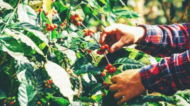 Çiftçiler Arap kahve çekirdeklerini elle toplarlar..