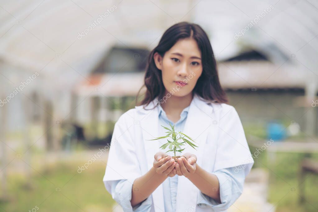 Portrait of a scientist holding cannabis seedlings, cannabis farming concept in a greenhouse. Concept of alternative herbal medicine, CBD oil, pharmaceutical industry