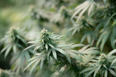 Esrar tomurcuğu / marihuana bitkisi kenevir tomurcuğu serada sativ, marihuana çiçeği tomurcuğu arka planı, bitkisel ilaç