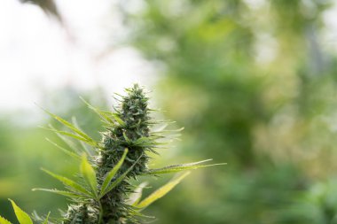 cannabis bud / marihuana plants Flower bud of cannabis Satival in the greenhouse, marijuana flower bud background, herbal medicine