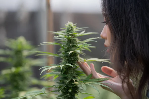 Portrait of a scientist examining, smelling hemp plants in a greenhouse. Concept of alternative herbal medicine, CBD oil, pharmaceutical industry