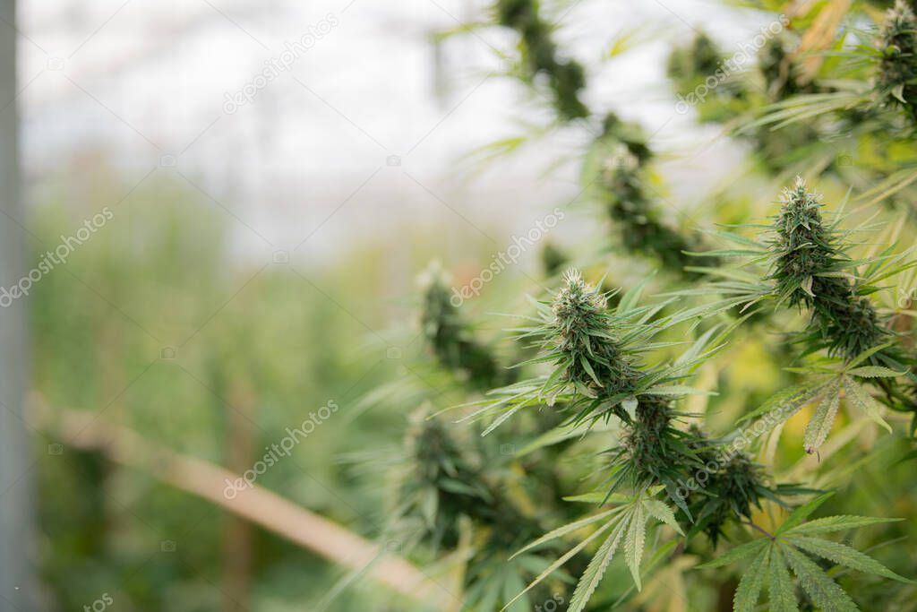 cannabis bud / marihuana plants Flower bud of cannabis Satival in the greenhouse, marijuana flower bud background, herbal medicine