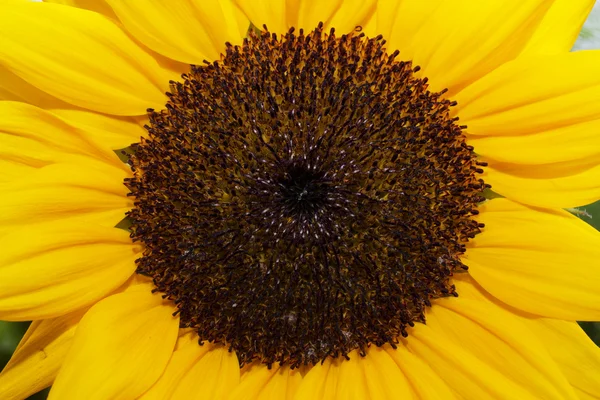 Flor do sol perto — Fotografia de Stock