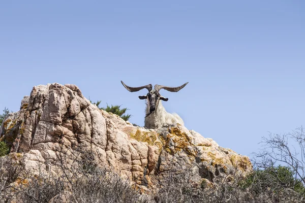 Mufflons auf der Insel Tavolara — Stockfoto