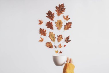 Sonbahar yapraklı ve sabahlı düz kompozisyon. Sonbahar, sonbahar konsepti. Minimalist bir kavram. Yüksek kalite fotoğraf