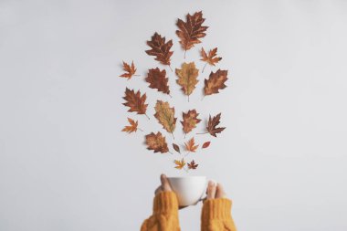 Sonbahar yapraklı ve sabahlı düz kompozisyon. Sonbahar, sonbahar konsepti. Minimalist bir kavram. Yüksek kalite fotoğraf