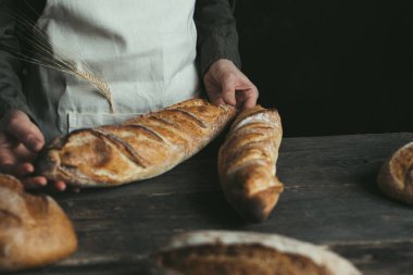 Rye spikelet in the pocket of the apron. Female hands showing freshly baked french rye loaf on a wooden table in a rustic style. Concept of healthy food and traditional baking. High quality photo