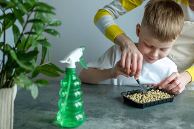 Anne ve oğlu evde mikroçim yetiştiriyor. Evde bahçıvanlık. Pencere kenarında yiyecek yetiştiriyor. sağlıklı beslenme konsepti. Yüksek kalite fotoğraf
