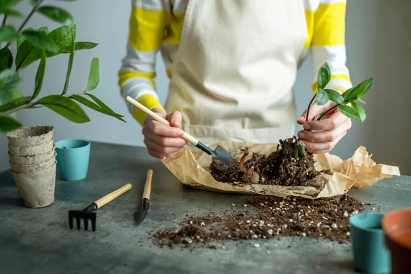 Kvinna Återplanterar Zamioculcas Blomma Brun Lerkruka Krukväxten Transplanteras Hemma Högkvalitativt — Stockfoto