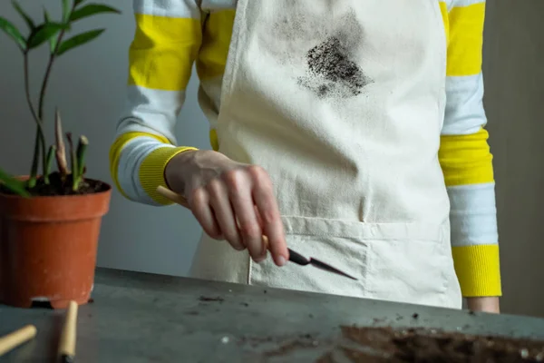 Transplanteren Van Home Plant Nieuwe Potten Close Vuile Bodemvlek Vrouwenschort — Stockfoto