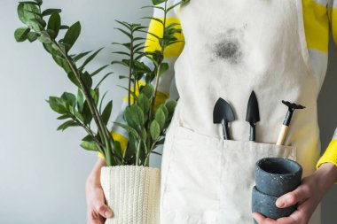 Giysilerdeki toprak lekesi. Elinde zamioculcas ve gri arka planda ev bitkilerini nakletmek için aletler tutan tanınmayan bir kadın. Yüksek kalite fotoğraf