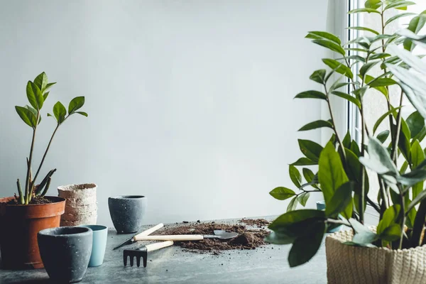 Pflanzen Hause Umtopfen Zamiokulcas Plan Gartengeräte Töpfe Auf Grauem Hintergrund — Stockfoto