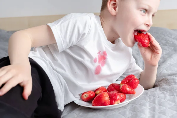 Junge, der auf dem Sofa sitzt, Erdbeere isst und Saft auf T-Shirt verschüttet. Das Konzept der Fleckenreinigung auf der Kleidung. — Stockfoto