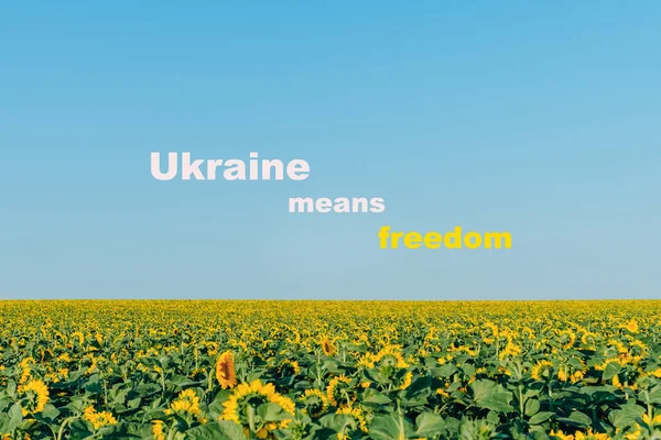 Україна Означає Фон Соняшників Блакитне Небо Фотографія Високої Якості — стокове фото