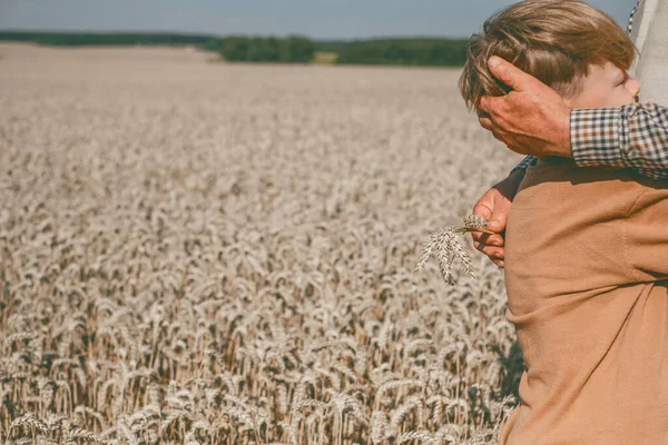An unrecognizable man in an apron holding ears of corn in his pocket on the background of a wheat field. focus on ears of wheat. Apron mockup for text. High quality photo