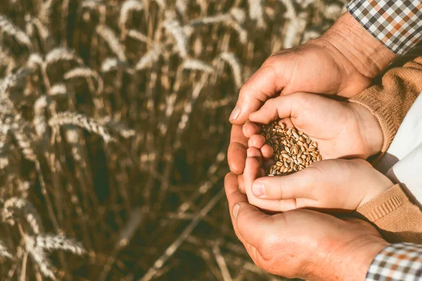 The hands of an old man and a child hold a handful grain of wheat in their palms on the background of ears of wheat. top view. High quality photo